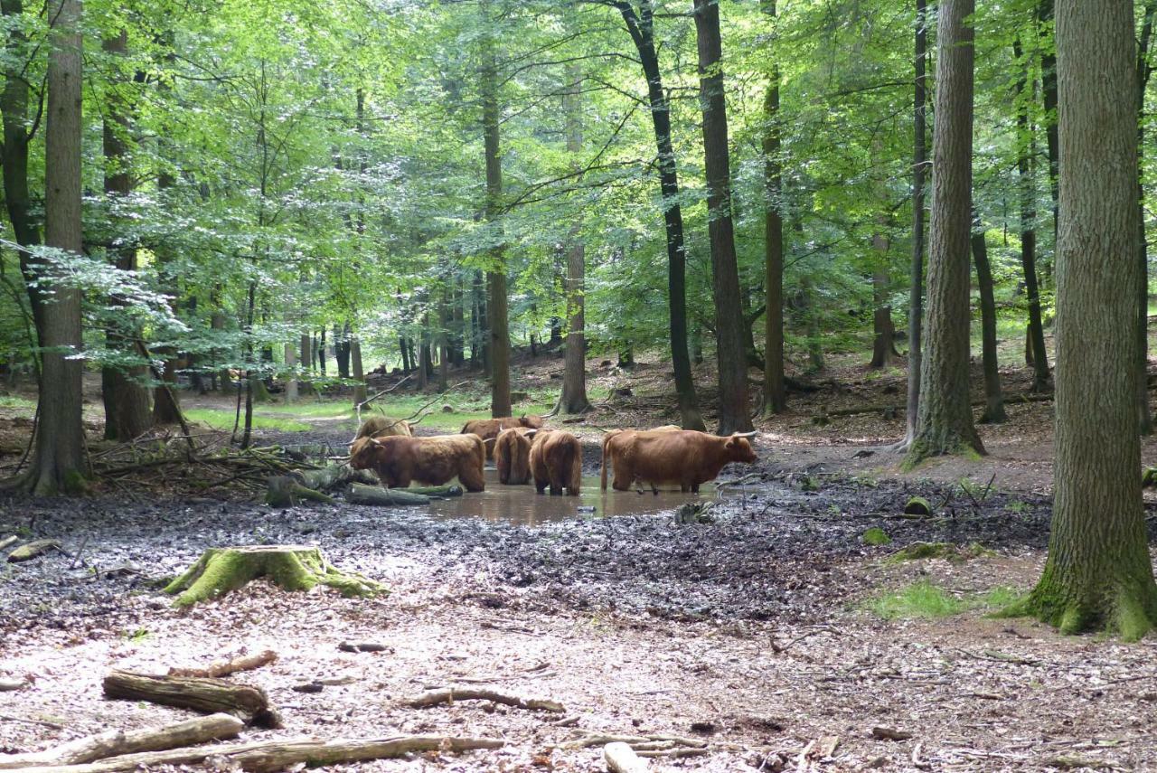 B&B Onder De Rode Beuk Dieren Eksteriør bilde